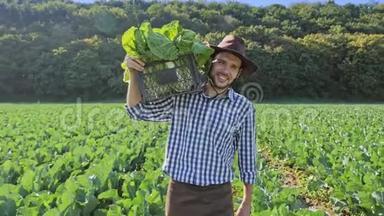 一个农民扛着一箱卷心菜在他的肩膀在种植园。